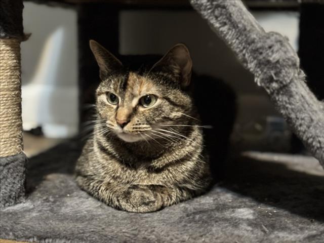 Mochi