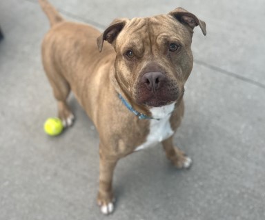 Lincoln- In Foster