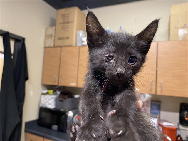 Adoptable Cat