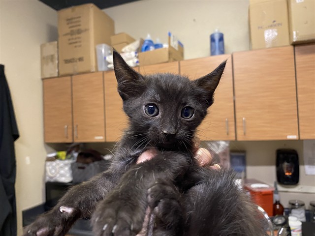 Adoptable Cat