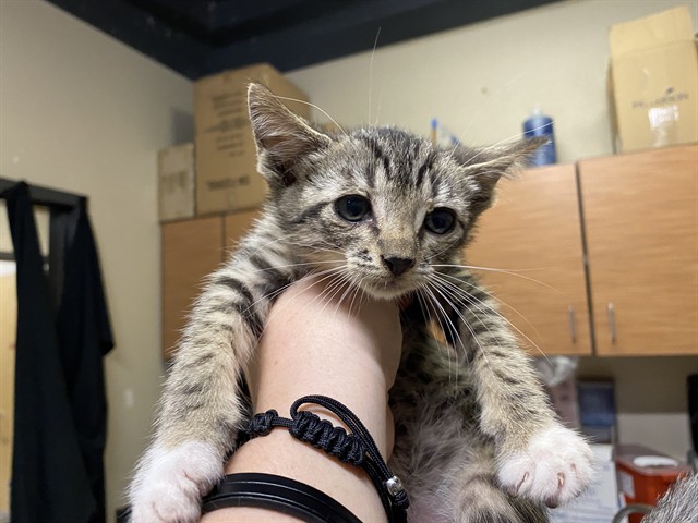 Adoptable Cat