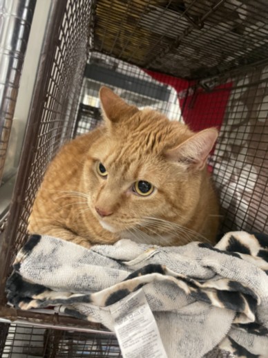 Garfield