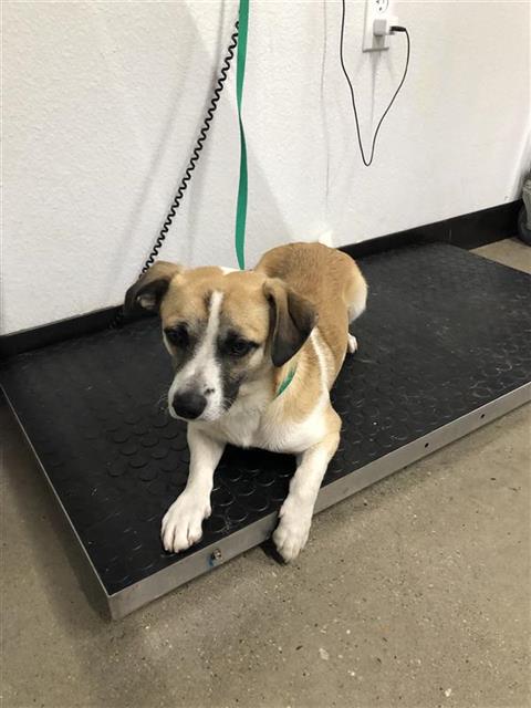 Adoptable Dog