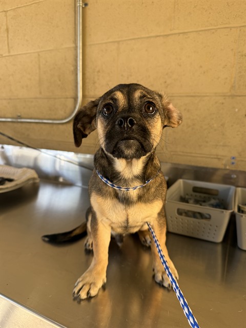 Adoptable Dog