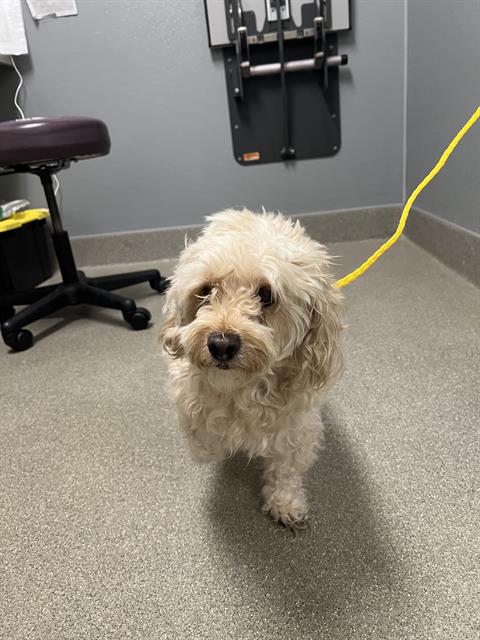 Tashi