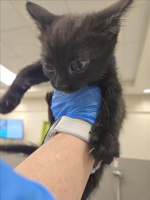 *Spencer
