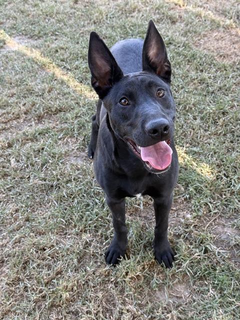 Estrella