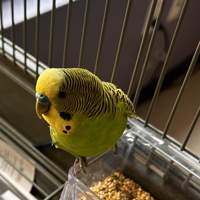 Zephyr