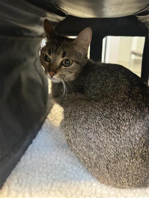 Fiona