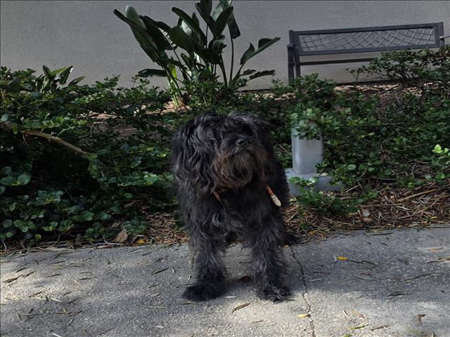 Onyx