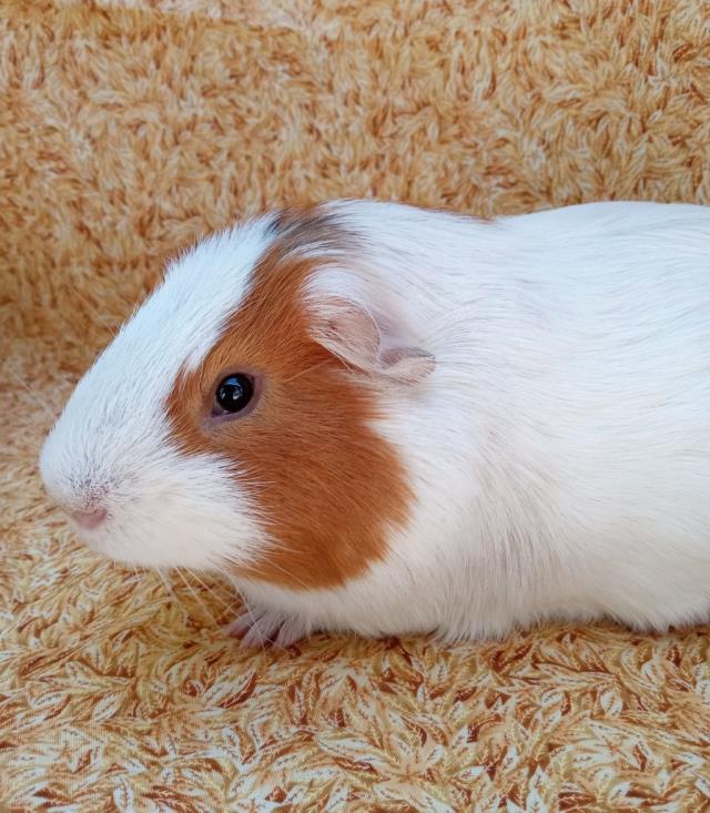 Victor