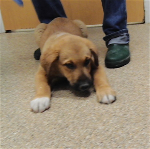 Scout
