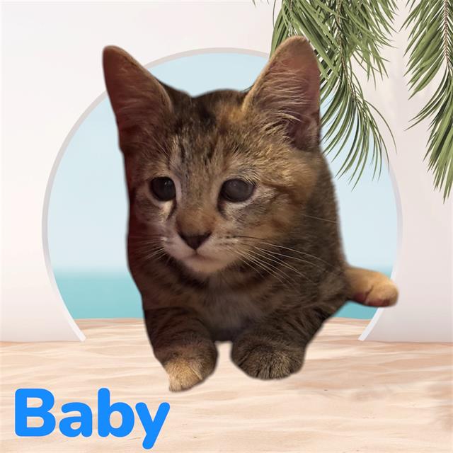 *Baby