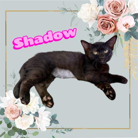 *Shadow