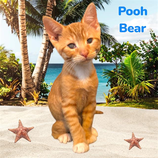*Pooh Bear