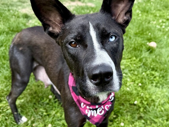 Piper Lou