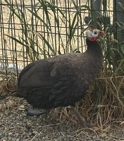 Guinea Hen