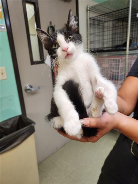 Adoptable Cat