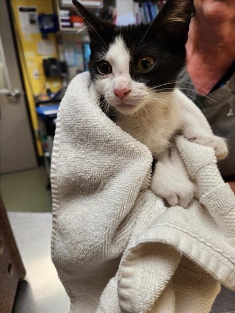 Adoptable Cat