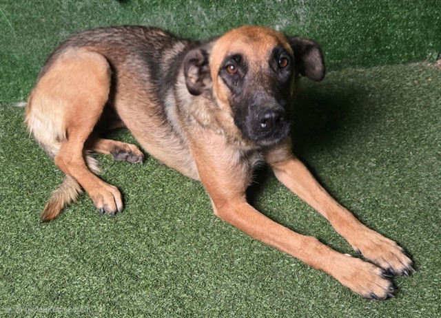 Adoptable Dog