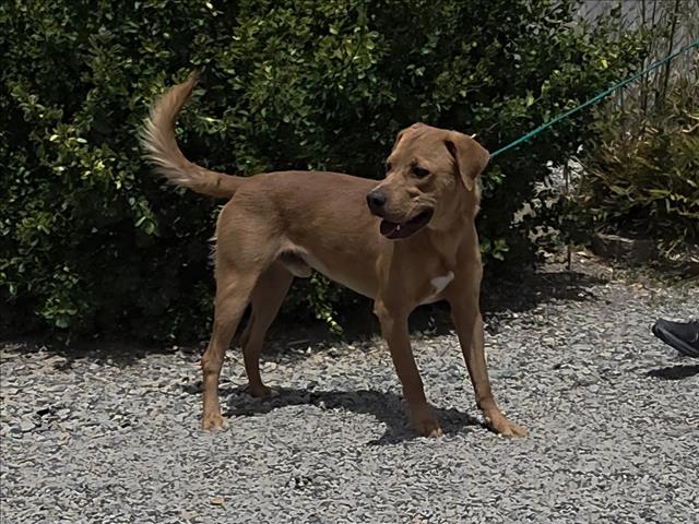 Adoptable Dog