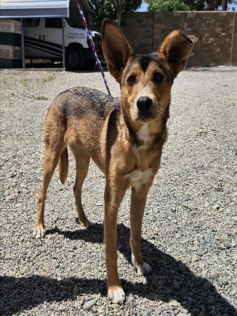Koda