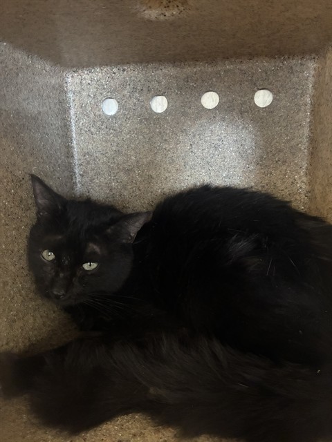 Adoptable Cat