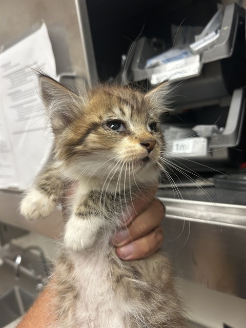 Adoptable Cat