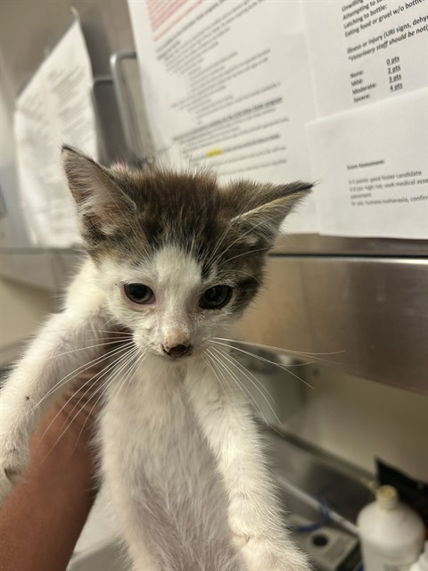 Adoptable Cat