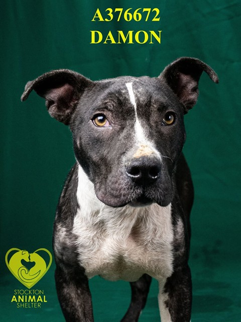 Damon
