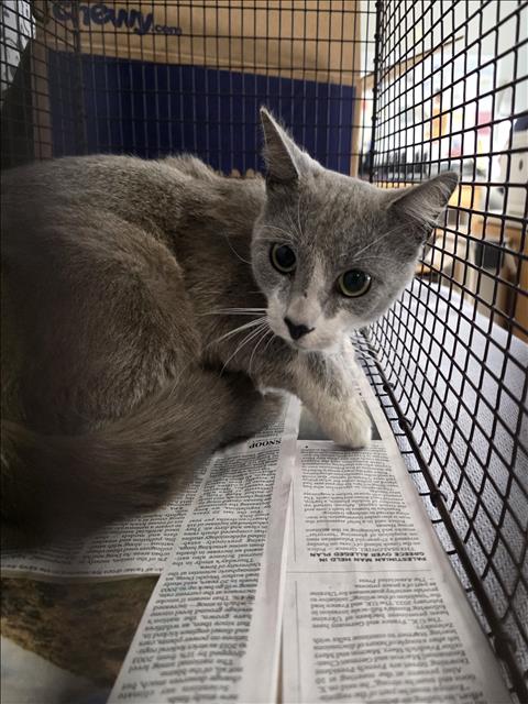 Adoptable Cat