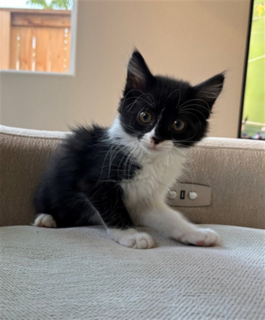 Oreo