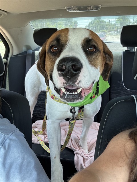 Woodharver Duke Leo Ii