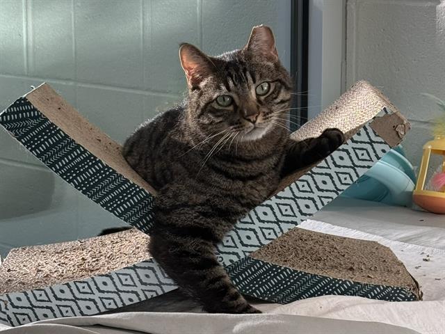 Pawzilla*