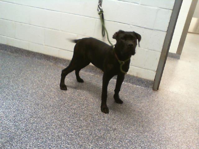 Adoptable Dog