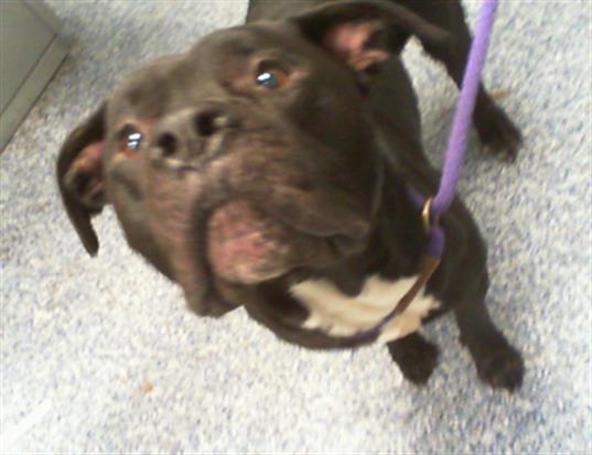 Adoptable Dog