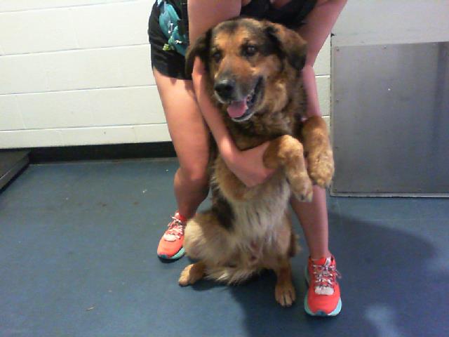 Adoptable Dog