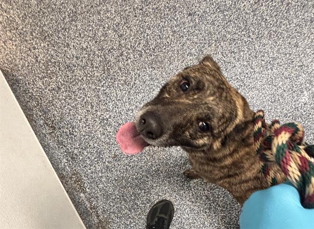 Adoptable Dog