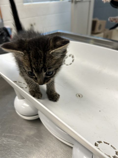 Adoptable Cat