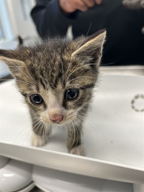 Adoptable Cat
