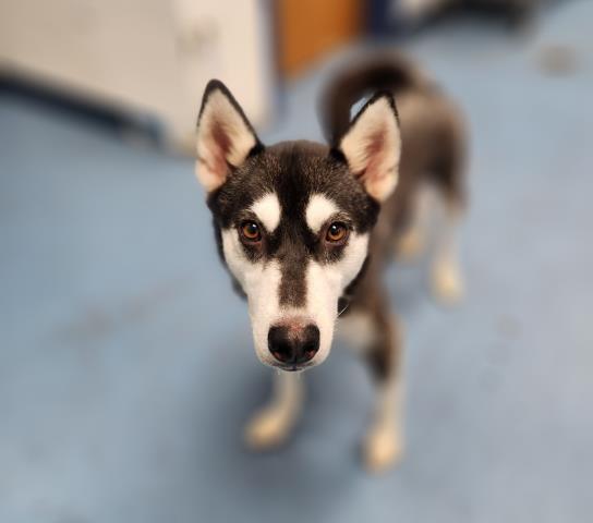 Juneau