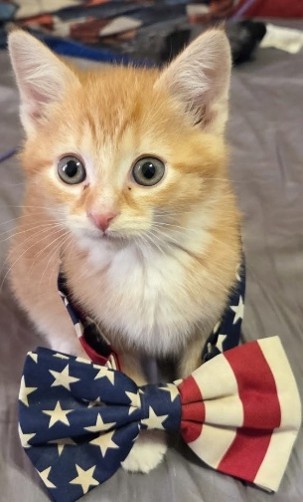 Finn