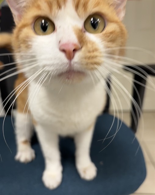 Shelter Staff Named Me *Ramen