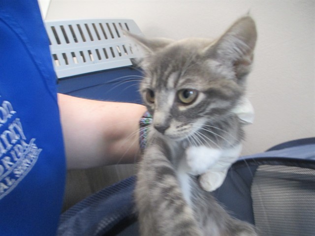 Adoptable Cat