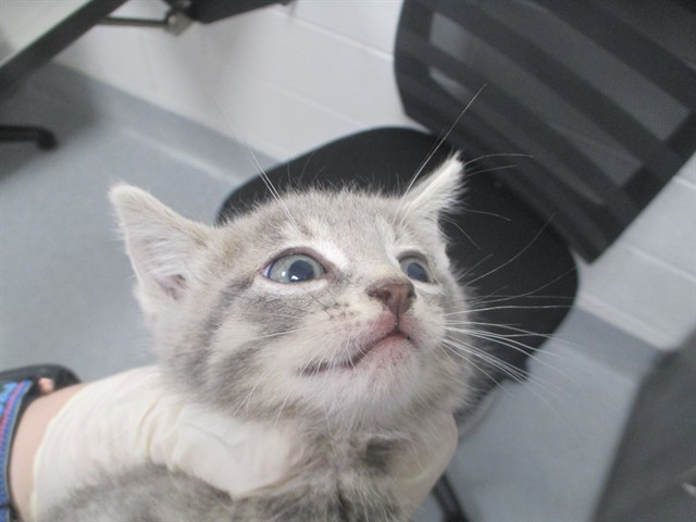 Adoptable Cat