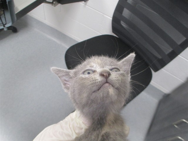 Adoptable Cat