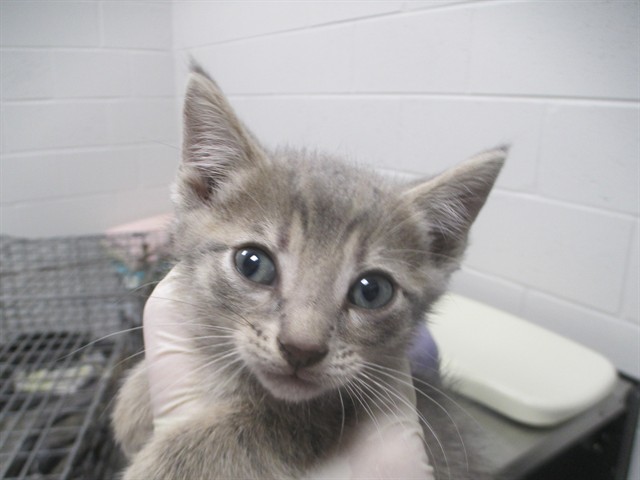 Adoptable Cat