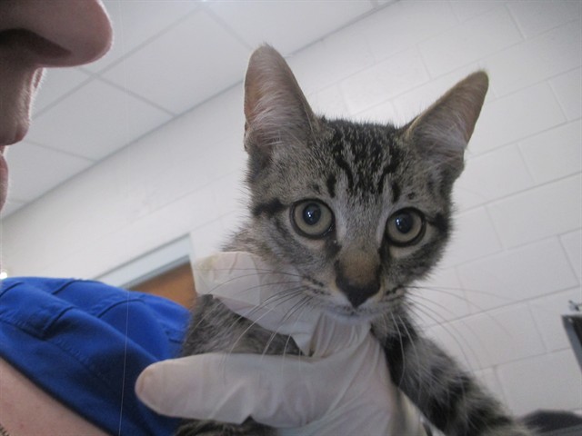 Adoptable Cat