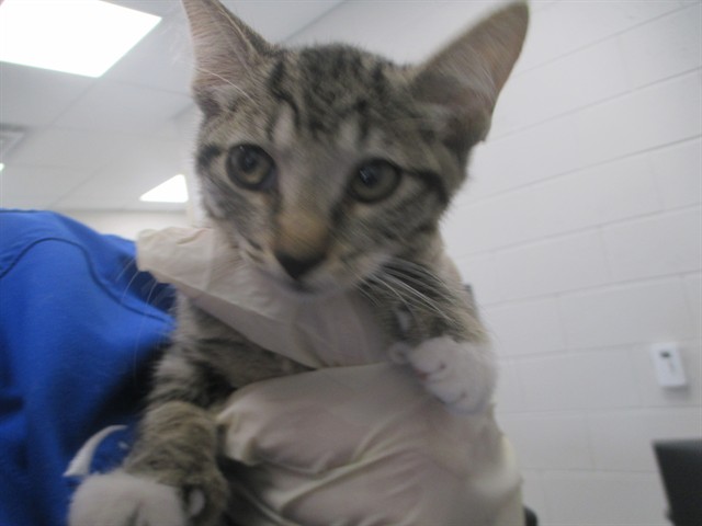 Adoptable Cat