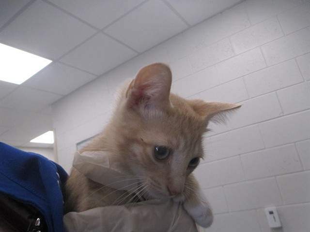 Adoptable Cat